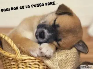 cagnolino tenero per immagine di buongiorno