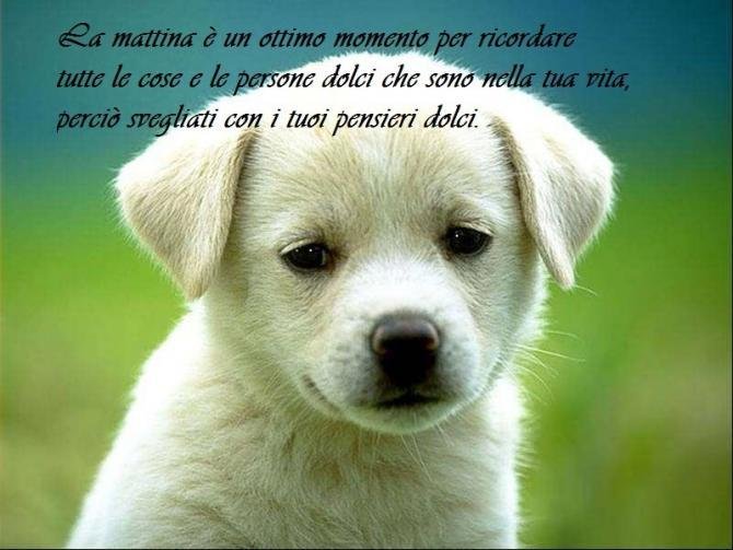 immagine con un cane bianco e una frase di buongiorno per amici