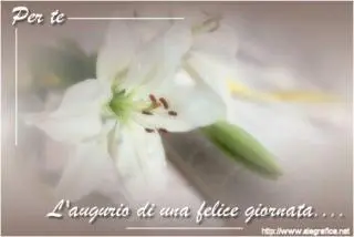 fiore bianco con frase per augurare una felice giornata