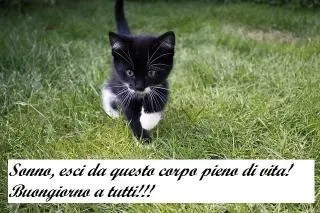 immagine del buon giorno con gattino e frase simpatica