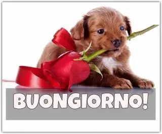 buongiorno amore cane