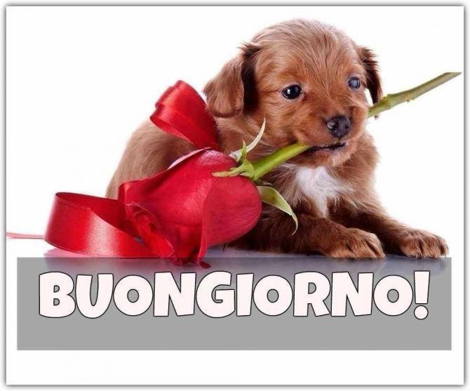 buongiorno amore cane