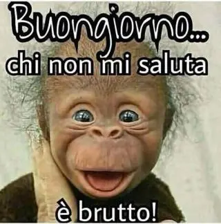 immagine con una scimmietta che ride e una frase divertente di buongiorno