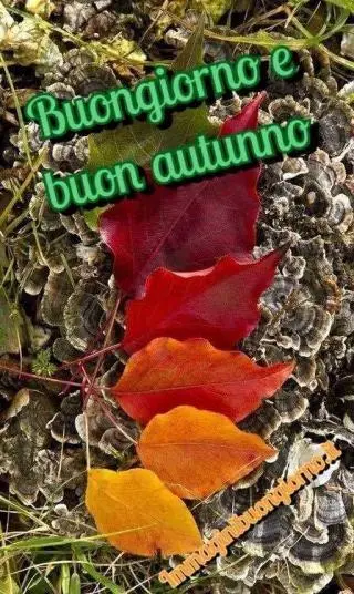 buongiorno autunno